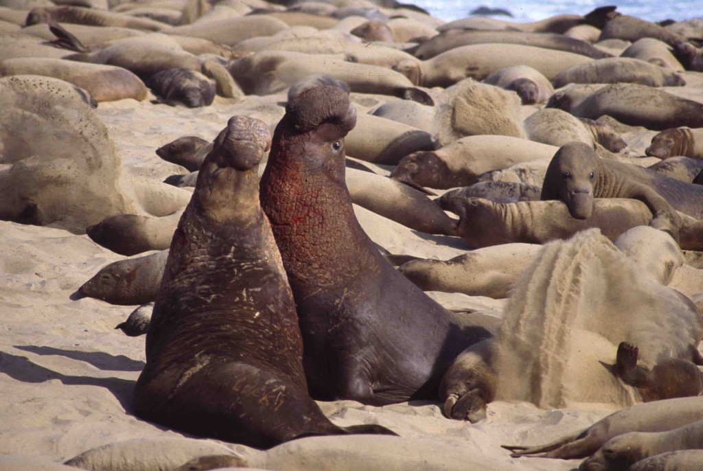 Elephant seal bulls at Año Nuevo State Park