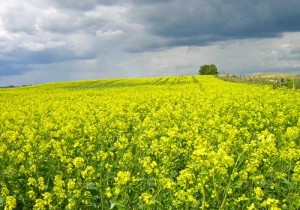 Mustard field