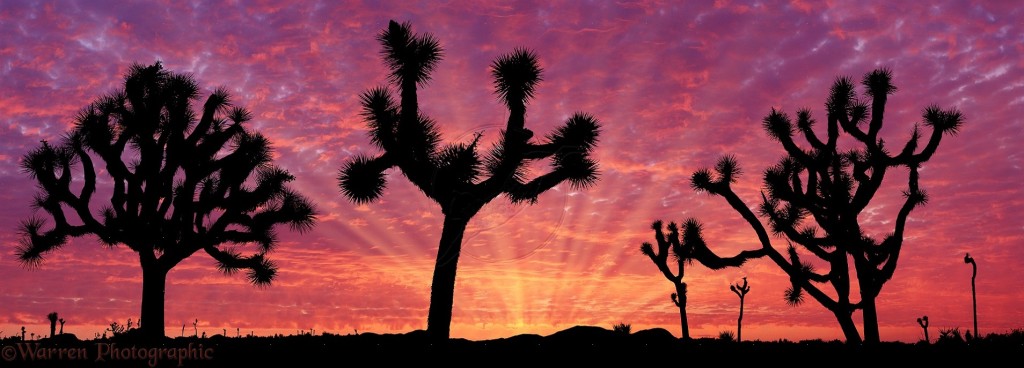 Joshua Trees (Yucca brevifolia) at sunrise. Courtesy of Warren Photographic.