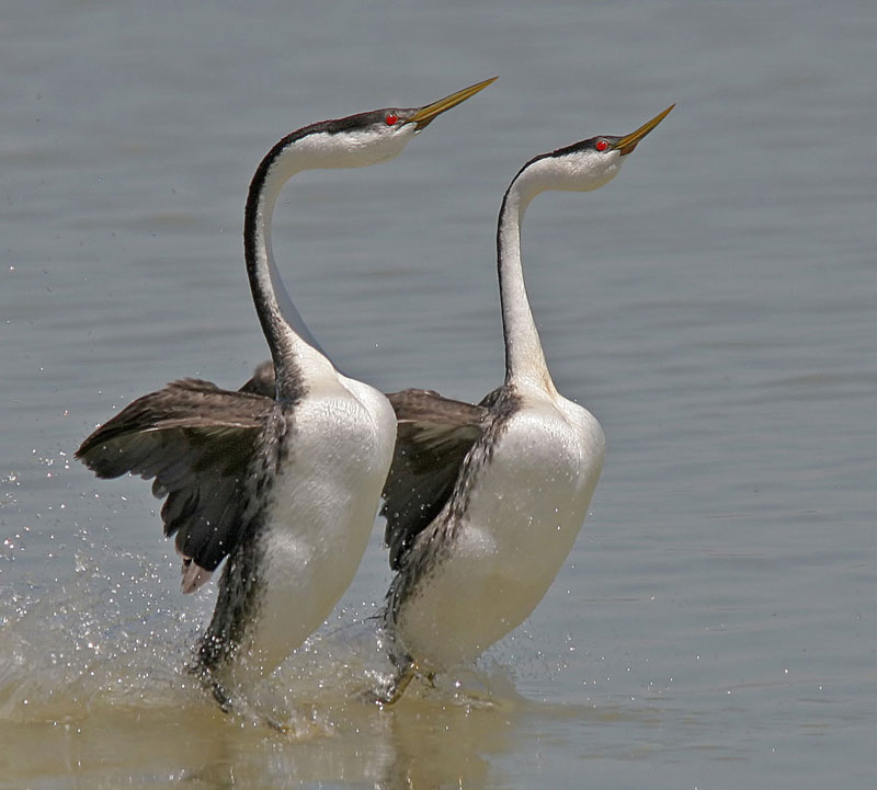 Western Grebe, courtesy of Plumas Audubon Society.