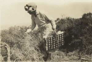 Alice Eastwood collecting plants.