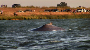 Humphrey the humpback whale (1985).