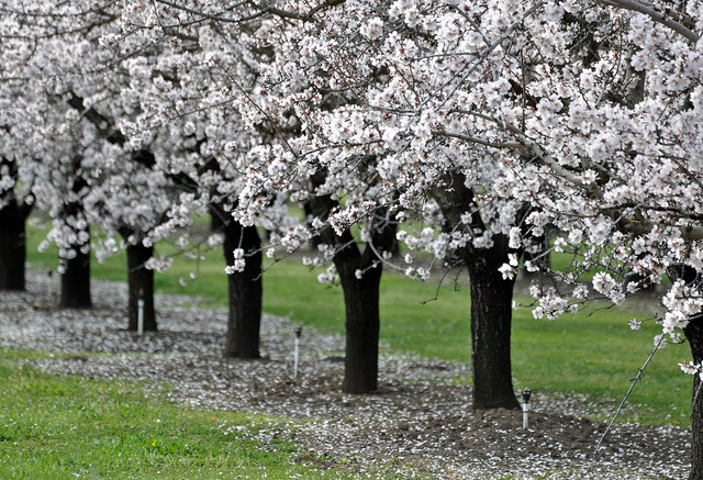 Almond orchard in bloom.