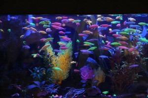 GloFish.