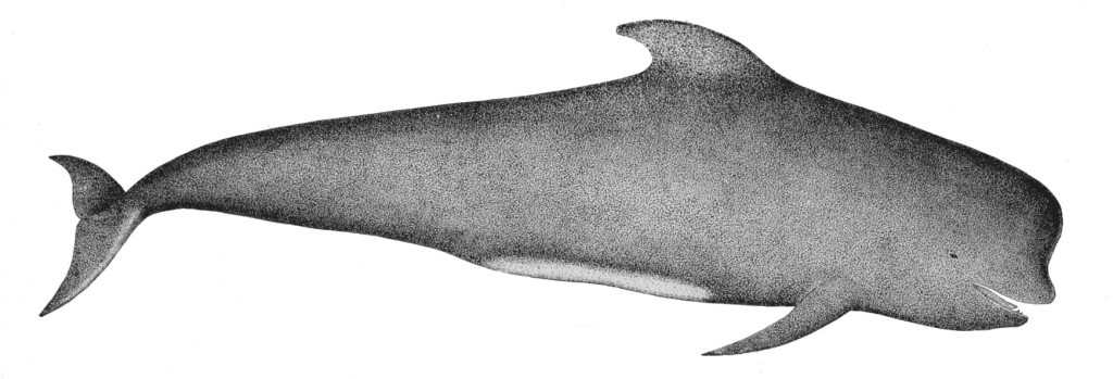 Pilot whale.