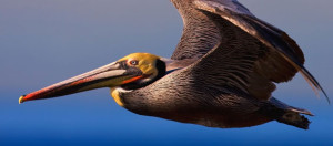 California brown pelican.