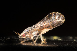 Asian citrus psyllid.