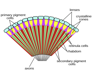 Insect compound eye diagram.