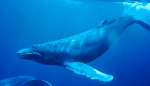 Humpback whale.