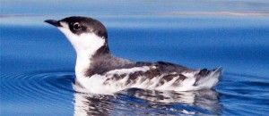 Marbled murrelet.