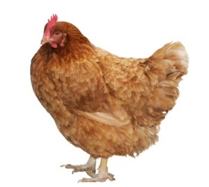 Hen.