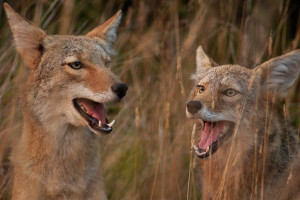 Coyotes, image by Matt Knoth.