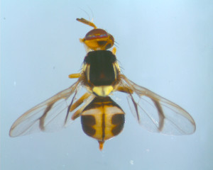 White striped fruit fly.