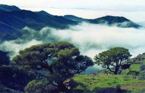 Mt. Diablo State Park.