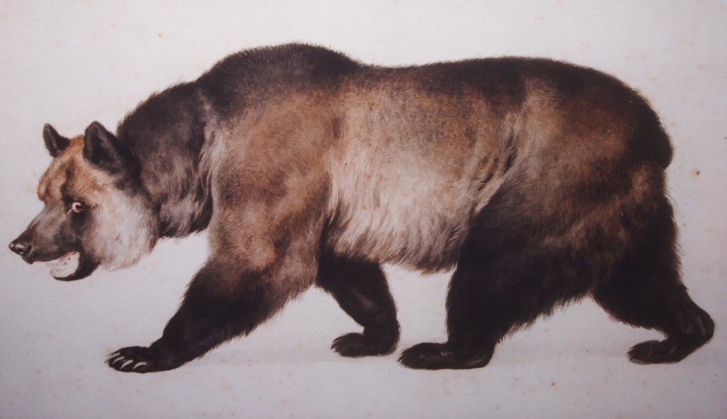 Grizzly bear by Charles Nahl (1818-1878).